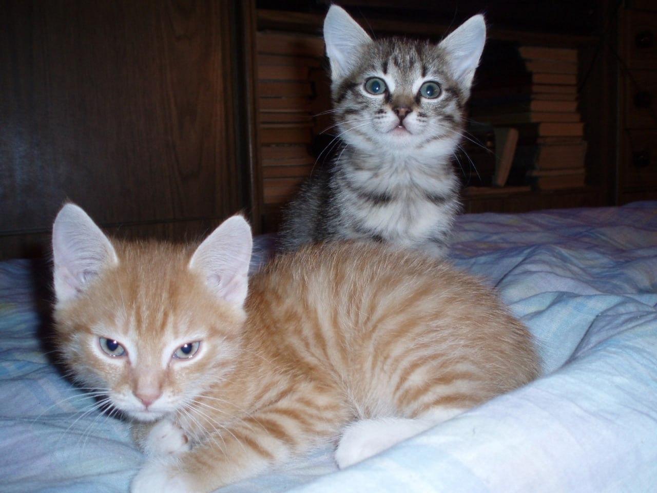 Фото В Новосибирске опубликованы кадры питомцев в День рыжего кота 4